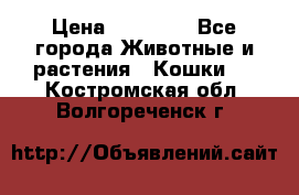 Zolton › Цена ­ 30 000 - Все города Животные и растения » Кошки   . Костромская обл.,Волгореченск г.